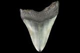 Fossil Megalodon Tooth - Georgia #109323-2